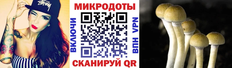 Галлюциногенные грибы Psilocybe  Стрежевой 