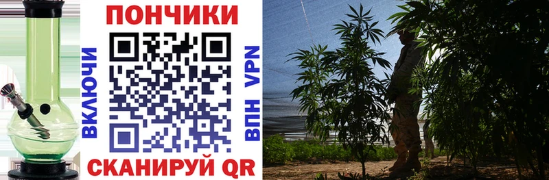 Каннабис OG Kush  Стрежевой 